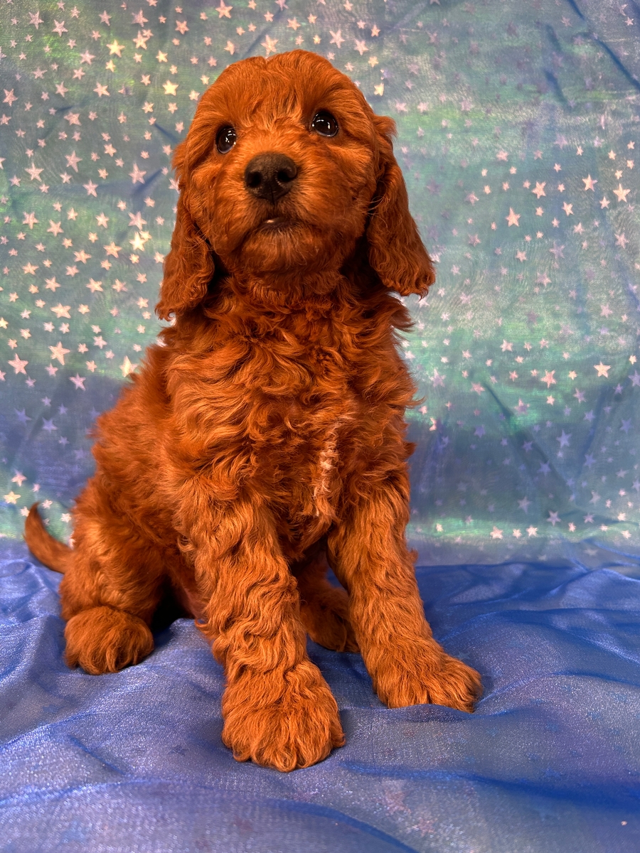 Female Miniature Goldendoodle puppy for Sale DOB 1-25-2025